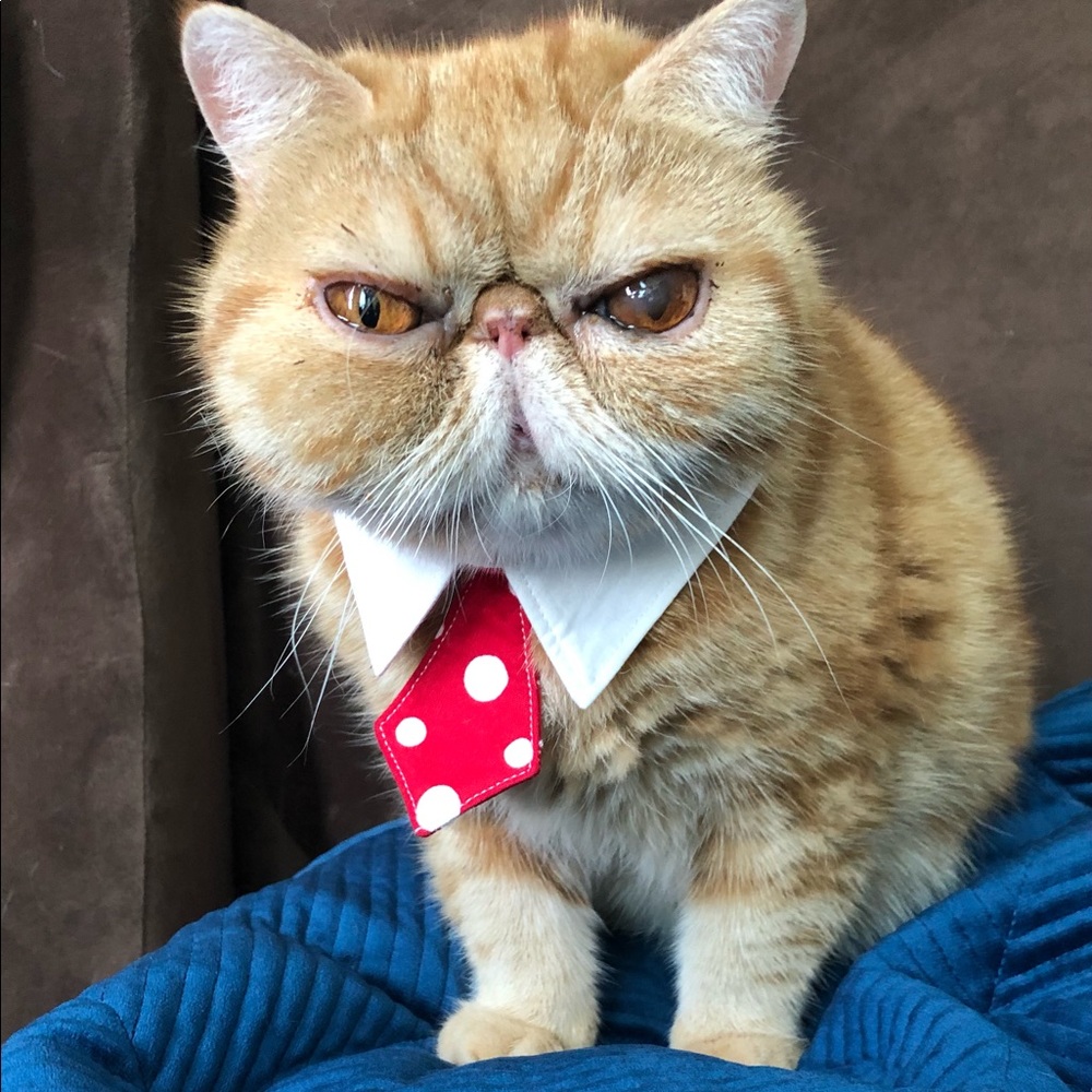 Cat tie used once only . White collar with red and white polka dots .